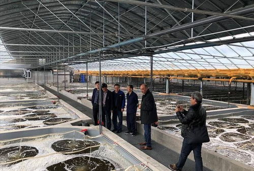 羅氏蝦抗生素泛濫與信息技術應對策略